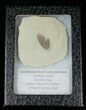 Fossil Balloon Vine Leaf - Green River Formation #16292-2